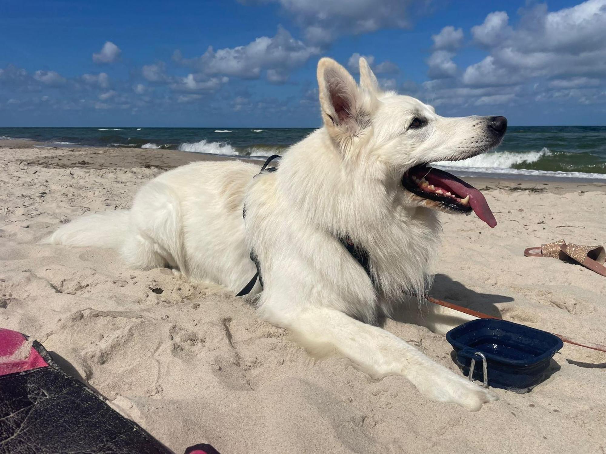Dogs Welcome! Domek Na Zacisznej Pogorzelica  Ngoại thất bức ảnh